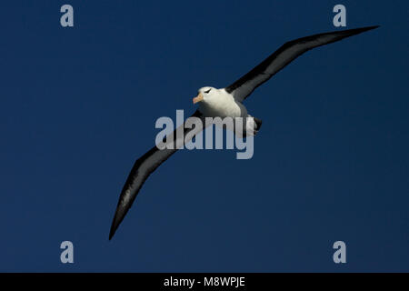 Adulto nero-browed Albatross volo sopra il cielo blu; volwassen Wenkbrauwalbatros vliegend tegen blauwe lucht Foto Stock