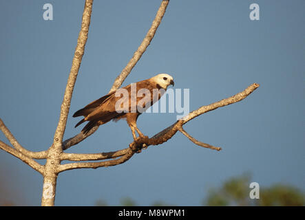 Black Hawk a collare appollaiato; Moerasbuizerd zittend Foto Stock