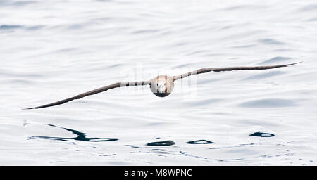 Zwartvoetalbatros; nero-footed Albatross Foto Stock