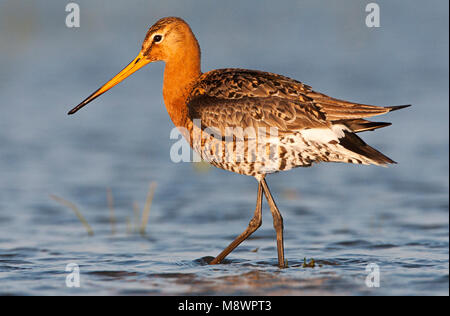 Grutto lopend in avondlicht; nero-tailed Godwit a camminare nella luce della sera Foto Stock