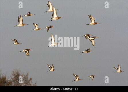 Groep Grutto in de vlucht; Gregge di nero-tailed Godwit in volo Foto Stock