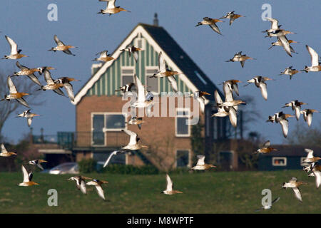 Groep Grutto in de vlucht in Hollands landschap; Gregge di nero-tailed Godwit in volo nel paesaggio Olandese Foto Stock