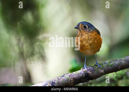 Grijskapdwergmierpitta, ardesia-incoronato Antpitta, Grallaricula nana Foto Stock