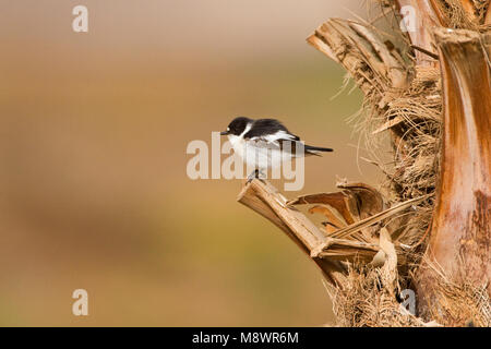 Mannetje Balkanvliegenvanger zittend op palmtak; semi-collare maschio Flycatcher arroccato su palmbranch Foto Stock