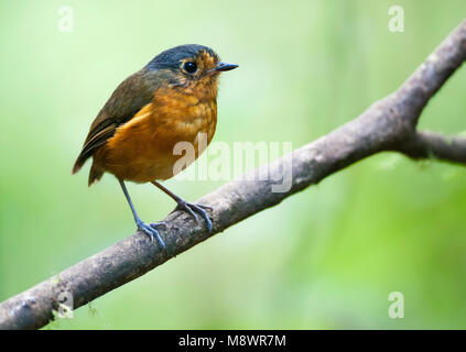 Grijskapdwergmierpitta, ardesia-incoronato Antpitta Foto Stock