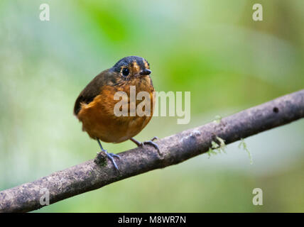 Grijskapdwergmierpitta, ardesia-incoronato Antpitta Foto Stock