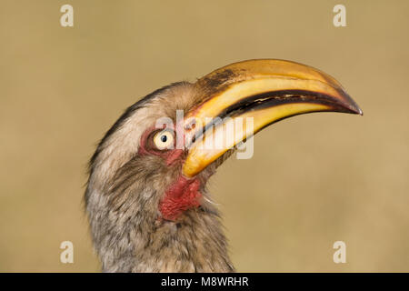 Zuidelijke Geelsnaveltok, Southern Yellow-Billed Hornbill, Tockus leucomelas, Geelsnaveltok Foto Stock