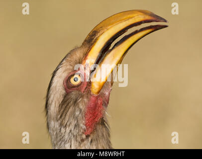 Zuidelijke Geelsnaveltok, Southern Yellow-Billed Hornbill, Tockus leucomelas, Geelsnaveltok Foto Stock