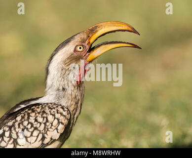 Zuidelijke Geelsnaveltok, Southern Yellow-Billed Hornbill, Tockus leucomelas, Geelsnaveltok Foto Stock