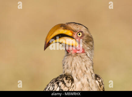 Zuidelijke Geelsnaveltok, Southern Yellow-Billed Hornbill, Tockus leucomelas, Geelsnaveltok Foto Stock