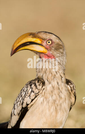 Zuidelijke Geelsnaveltok, Southern Yellow-Billed Hornbill, Tockus leucomelas, Geelsnaveltok Foto Stock