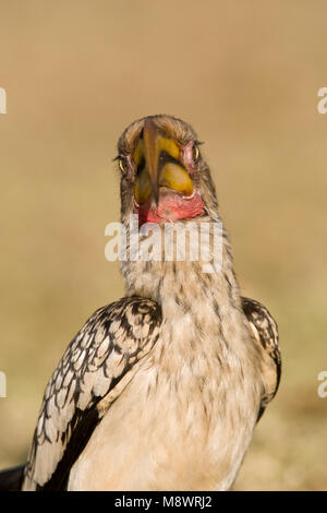 Zuidelijke Geelsnaveltok, Southern Yellow-Billed Hornbill, Tockus leucomelas, Geelsnaveltok Foto Stock