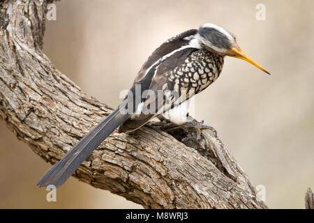 Zuidelijke Geelsnaveltok, Southern Yellow-Billed Hornbill, Tockus leucomelas, Geelsnaveltok Foto Stock