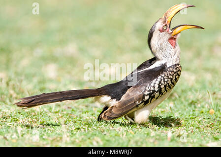 Zuidelijke Geelsnaveltok, Southern Yellow-Billed Hornbill, Tockus leucomelas, Geelsnaveltok Foto Stock