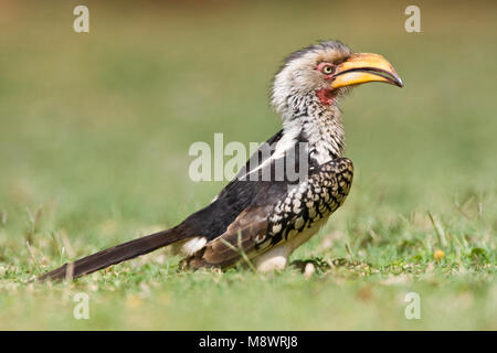 Zuidelijke Geelsnaveltok, Southern Yellow-Billed Hornbill, Tockus leucomelas, Geelsnaveltok Foto Stock