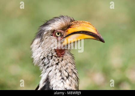 Zuidelijke Geelsnaveltok, Southern Yellow-Billed Hornbill, Tockus leucomelas, Geelsnaveltok Foto Stock