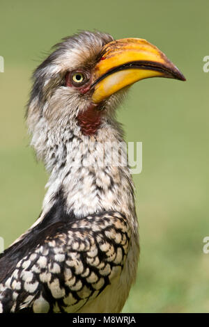 Zuidelijke Geelsnaveltok, Southern Yellow-Billed Hornbill, Tockus leucomelas Foto Stock