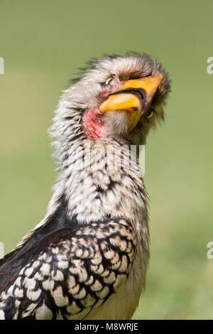 Zuidelijke Geelsnaveltok, Southern Yellow-Billed Hornbill, Tockus leucomelas Foto Stock