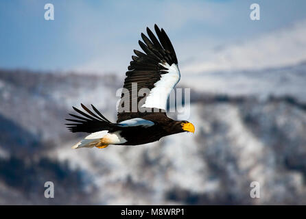 Mare Stellers-eagle (Haliaeetus pelagicus) off Rausu, Giappone Foto Stock