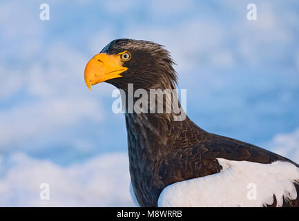 Steller-zeearend portret, Stellers Sea-eagle close-up Foto Stock
