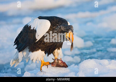 Steller-zeearend etend, Stellers Sea-eagle close-up di mangiare Foto Stock