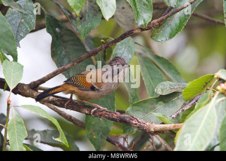 Yunnan Streepvleugel in een boom; Streak-throated Barwing in una struttura ad albero Foto Stock