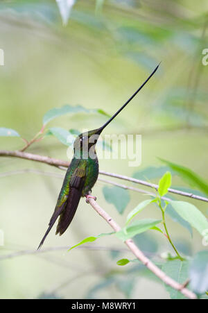 Zwaardkolibrie zittend op takje; spada-fatturati Hummingbird appollaiato su un ramo Foto Stock