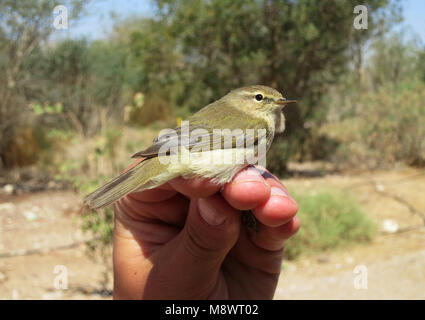 Tjiftjaf gevangen a Eilat op het ringstation; Comune Chiffchaff catturati a Eilat stazione di chiamata Foto Stock