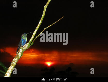 Paarskroonbosnimf zittend nel braccio bij El Dorado lodge; viola-incoronato Woodnymph arroccato su albero a El Dorado lodge Foto Stock