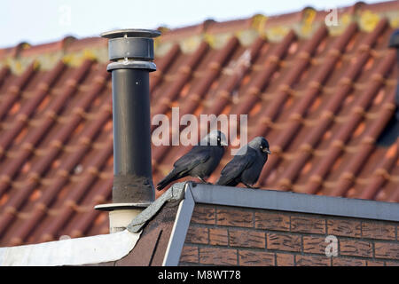 Kauwen op een dak; Eurasian Jackdaws su un tetto Foto Stock