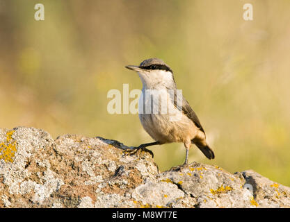 Rotsklever op marcisce; roccia occidentale picchio muratore su una roccia Foto Stock