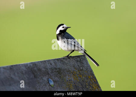 Witte Kwikstaart volwassen zittend; bianco Wagtail adulto appollaiato Foto Stock