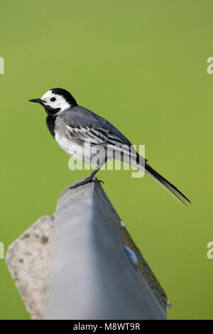 Witte Kwikstaart volwassen zittend; bianco Wagtail adulto appollaiato Foto Stock