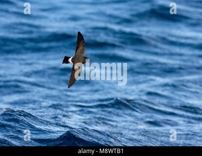 Bianco-panciuto Storm Petrel (Fregetta grallaria) off Tristan da Cunha Foto Stock