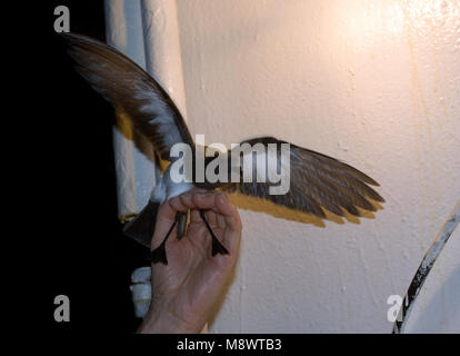 Bianco-panciuto Storm Petrel (Fregetta grallaria) catturati sul ponte off Tristan da Cunha. Essi erano stati attratti dalle luci di notte. Ogni mattina un round Foto Stock