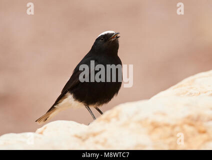 Witkruintapuit, bianco-incoronato culbianco Oenanthe leucopyga Foto Stock