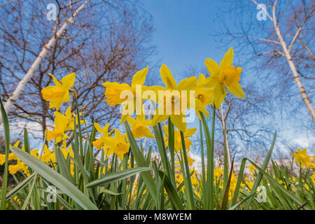 Parco di Battersea, Londra. 20 Mar, 2018. Regno Unito: Meteo i narcisi sono fuori in Battersea Park come la temperatura aumenta dopo la neve durante il fine settimana. Credito: Guy Bell/Alamy Live News Foto Stock