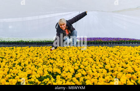 Il 20 marzo 2018, Germania, Manschnow: il giardiniere Kathrin Elsner della Fontana Gartenbau GmbH mostra blooming cornuto violette sotto un coperchio in una serra. Il coperchio protegge le piante dal gelo notturno in serra non riscaldata. Circa 100.000 pansies e violette cornuto sono state blooming qui in quanto l'ultimo pochi giorni. Foto: Patrick Pleul/dpa-Zentralbild/ZB Foto Stock