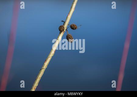 Poznan, Wielkopolska, Polonia. 20 Mar, 2018. Dal biologo agli occhi: il primo giorno di primavera astronomica. Credito: Dawid Tatarkiewicz/ZUMA filo/Alamy Live News Foto Stock