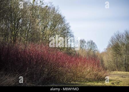 Poznan, Wielkopolska, Polonia. 20 Mar, 2018. Dal biologo agli occhi: il primo giorno di primavera astronomica. Credito: Dawid Tatarkiewicz/ZUMA filo/Alamy Live News Foto Stock