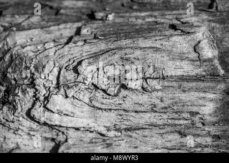 Poznan, Wielkopolska, Polonia. 20 Mar, 2018. Dal biologo agli occhi: il primo giorno di primavera astronomica. Credito: Dawid Tatarkiewicz/ZUMA filo/Alamy Live News Foto Stock