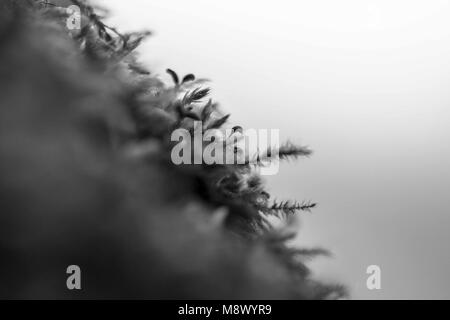 Poznan, Wielkopolska, Polonia. 20 Mar, 2018. Dal biologo agli occhi: il primo giorno di primavera astronomica. Credito: Dawid Tatarkiewicz/ZUMA filo/Alamy Live News Foto Stock