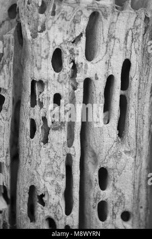 Poznan, Wielkopolska, Polonia. 20 Mar, 2018. Dal biologo agli occhi: il primo giorno di primavera astronomica. Credito: Dawid Tatarkiewicz/ZUMA filo/Alamy Live News Foto Stock