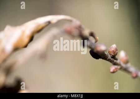 Poznan, Wielkopolska, Polonia. 20 Mar, 2018. Dal biologo agli occhi: il primo giorno di primavera astronomica. Credito: Dawid Tatarkiewicz/ZUMA filo/Alamy Live News Foto Stock