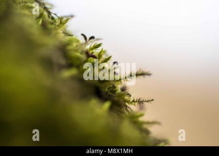 Poznan, Wielkopolska, Polonia. 20 Mar, 2018. Dal biologo agli occhi: il primo giorno di primavera astronomica. Credito: Dawid Tatarkiewicz/ZUMA filo/Alamy Live News Foto Stock