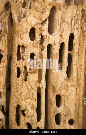 Poznan, Wielkopolska, Polonia. 20 Mar, 2018. Dal biologo agli occhi: il primo giorno di primavera astronomica. Credito: Dawid Tatarkiewicz/ZUMA filo/Alamy Live News Foto Stock