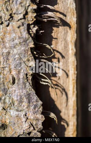 Poznan, Wielkopolska, Polonia. 20 Mar, 2018. Dal biologo agli occhi: il primo giorno di primavera astronomica. Credito: Dawid Tatarkiewicz/ZUMA filo/Alamy Live News Foto Stock