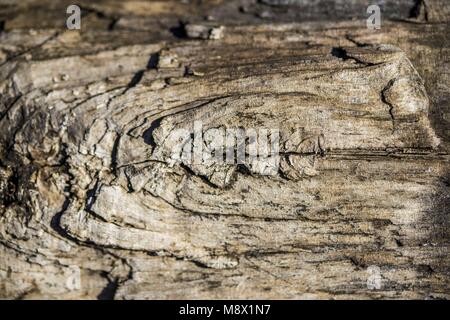 Poznan, Wielkopolska, Polonia. 20 Mar, 2018. Dal biologo agli occhi: il primo giorno di primavera astronomica. Credito: Dawid Tatarkiewicz/ZUMA filo/Alamy Live News Foto Stock