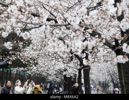 Nanjing, cinese della provincia di Jiangsu. Xxi Mar, 2018. I turisti vista la fioritura dei ciliegi in Nanjing, a est della capitale cinese della provincia di Jiangsu, Marzo 21, 2018. Credito: Liu Jianhua/Xinhua/Alamy Live News Foto Stock