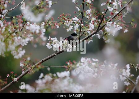 Zhangjiajie, provincia cinese di Hunan. Xxi Mar, 2018. Un uccello poggia su una struttura ad albero di fioritura a Wulingyuan scenic area nella città di Zhangjiajie, centrale provincia cinese di Hunan, Marzo 21, 2018. Credito: Wu Yongbing/Xinhua/Alamy Live News Foto Stock